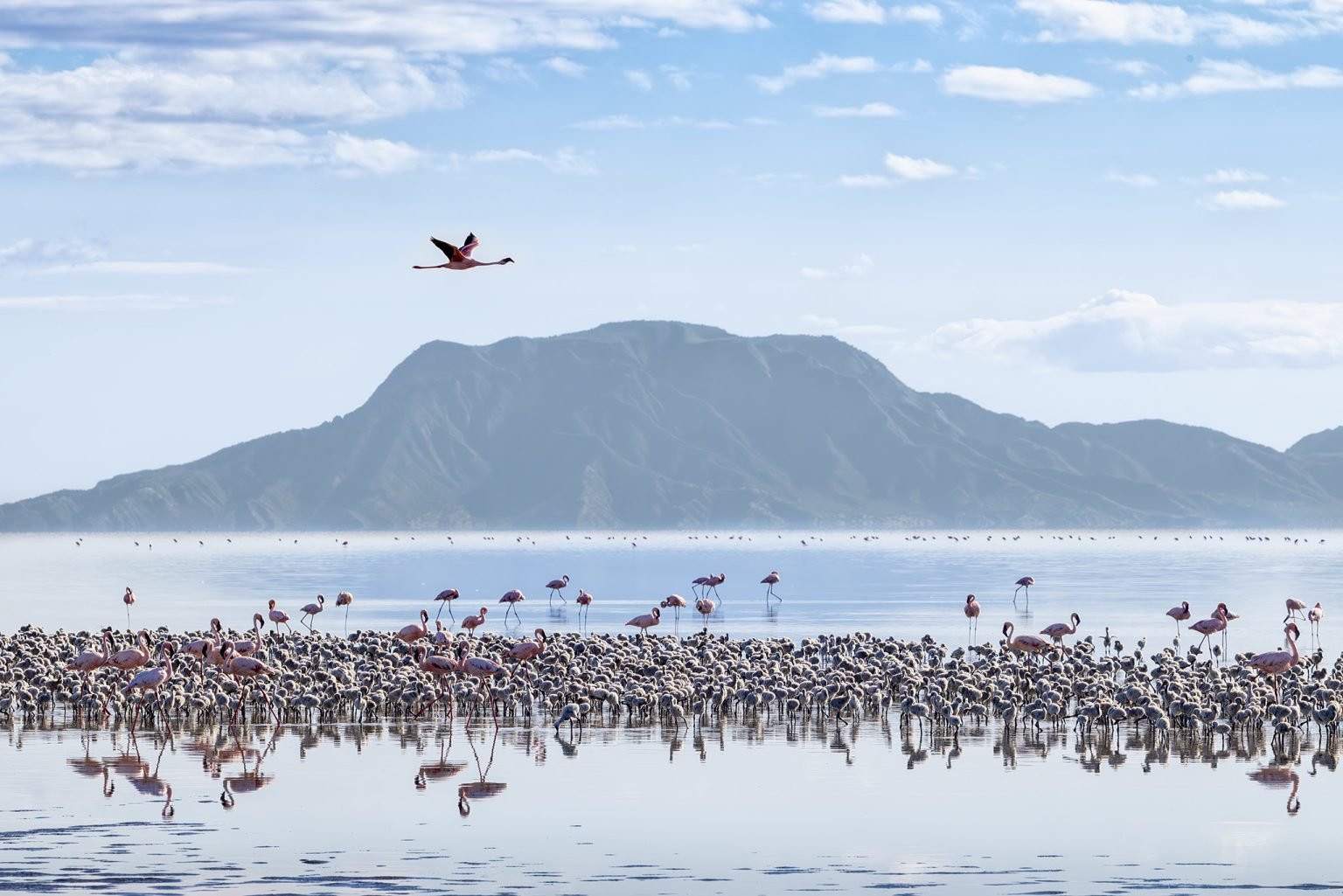 Flamingos at Lake Nakuru