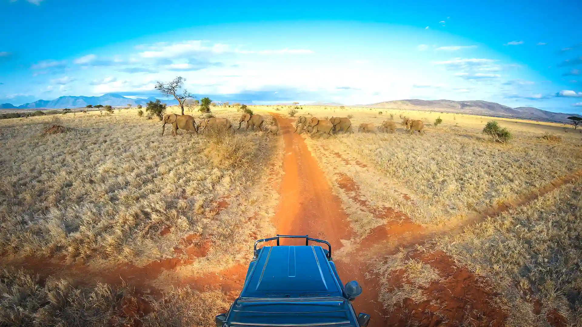 Game Drive In Tsavo National Park
