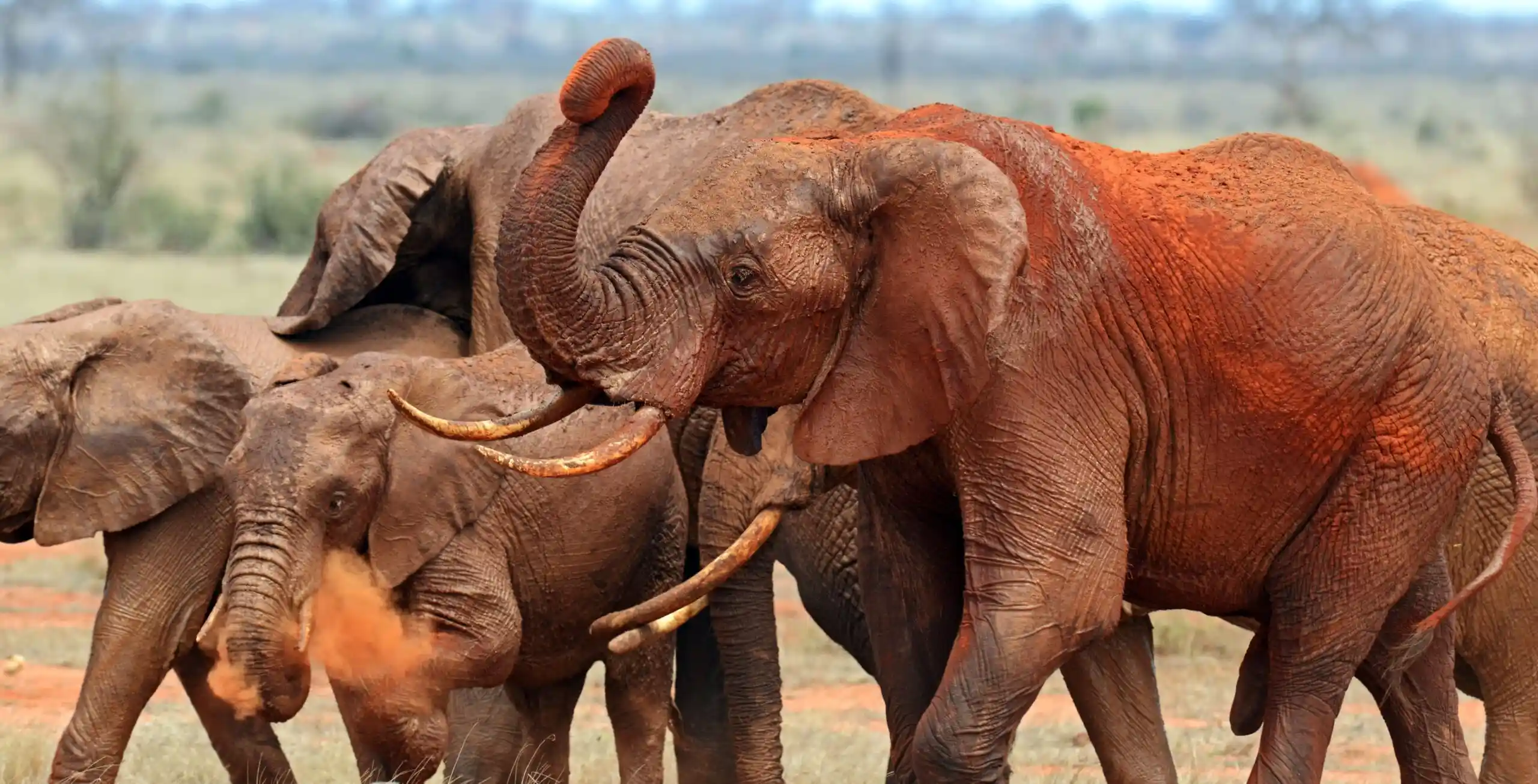 IM_KE_TEAS_Elephants-in-Tsavo-East-scaled.webp