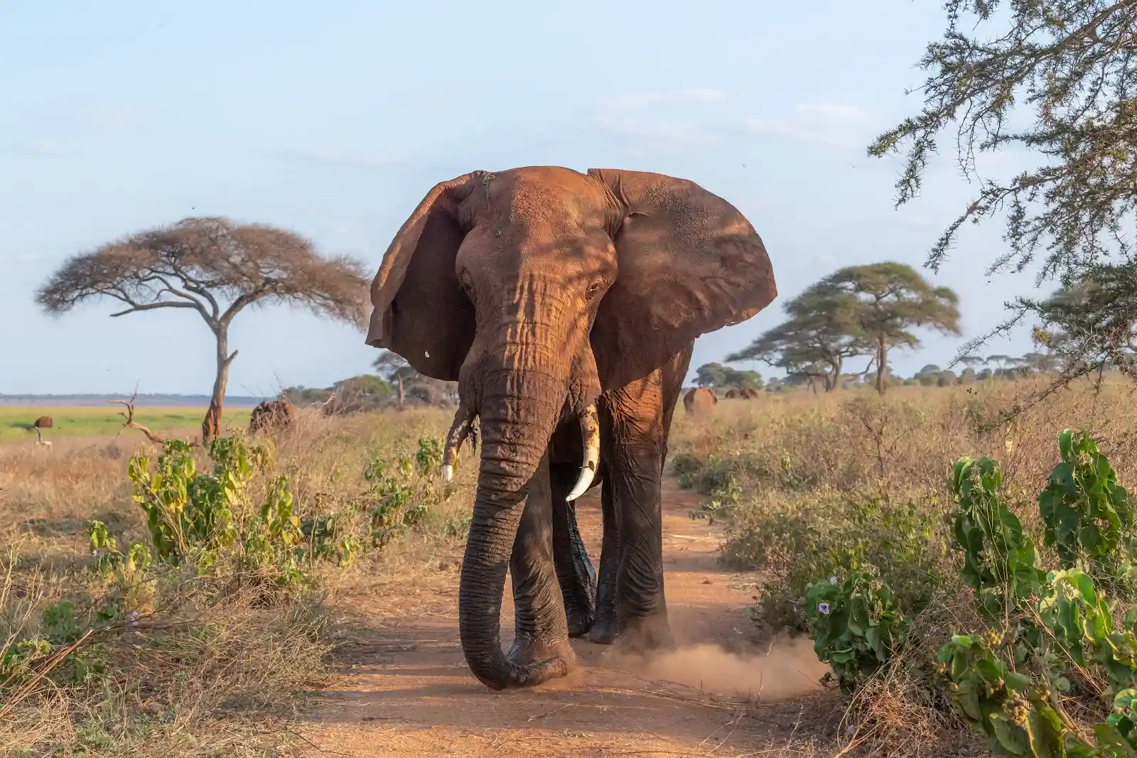 Oliver's_big bull elephant