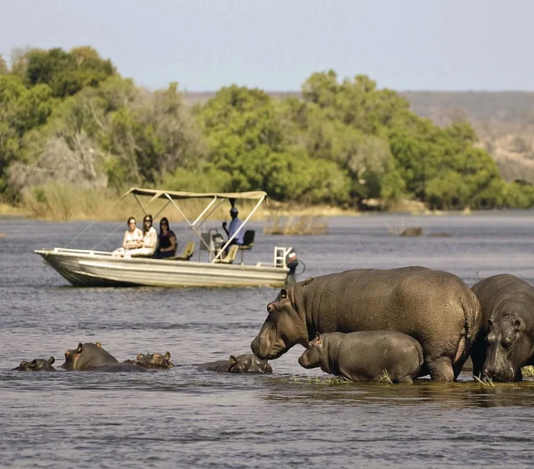 Boat Safari