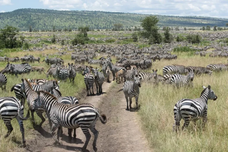 Serengeti