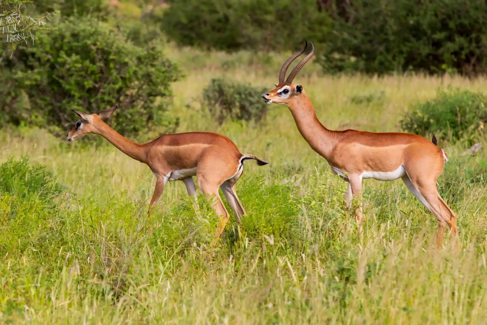 Tsavo National Park