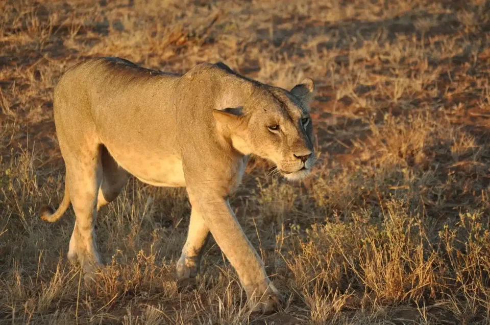 Tsavo National Park
