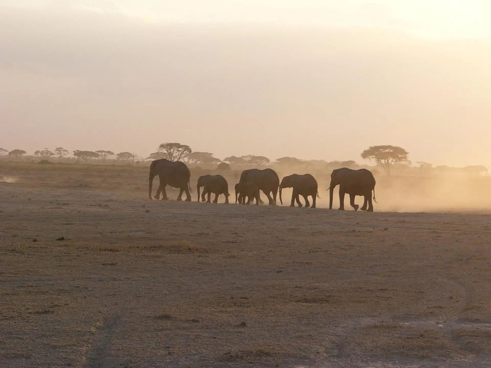 Tsavo East