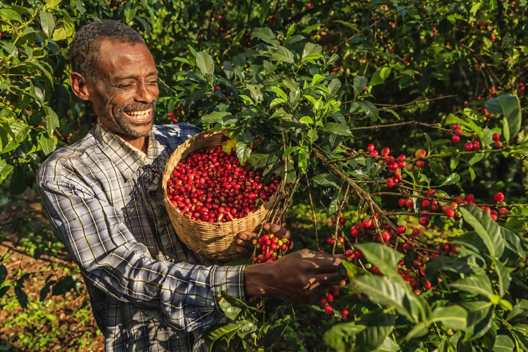 Coffee tOURS 2.webp