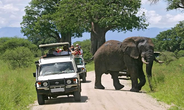 Game-Drive-Safari-in-Uganda
