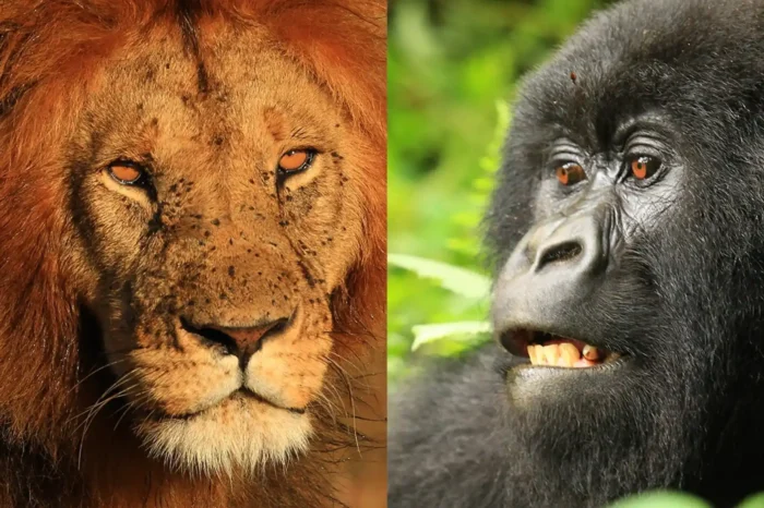 10 Day Safari to See the Gorillas and The Masai Mara