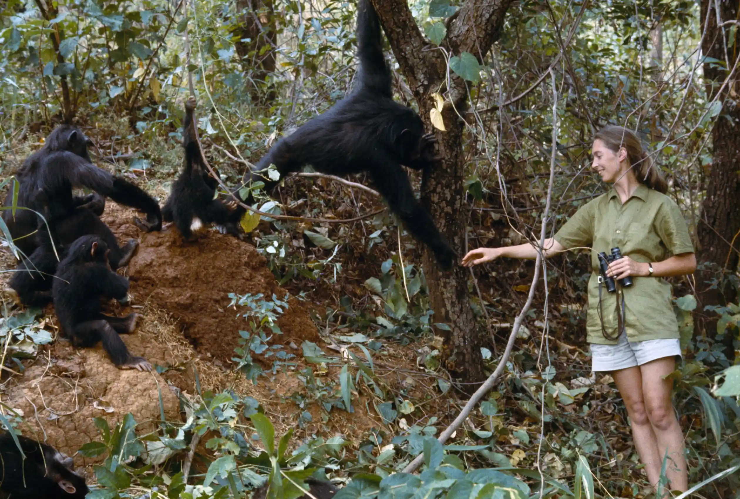 Gombo National Park 2