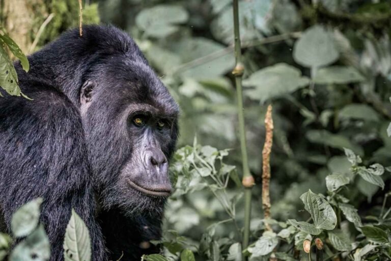 Gorilla