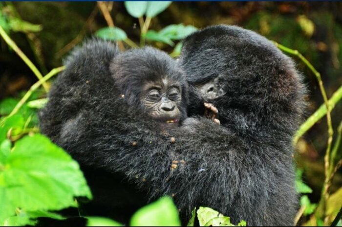 8 Day Uganda Eco Safari Tour