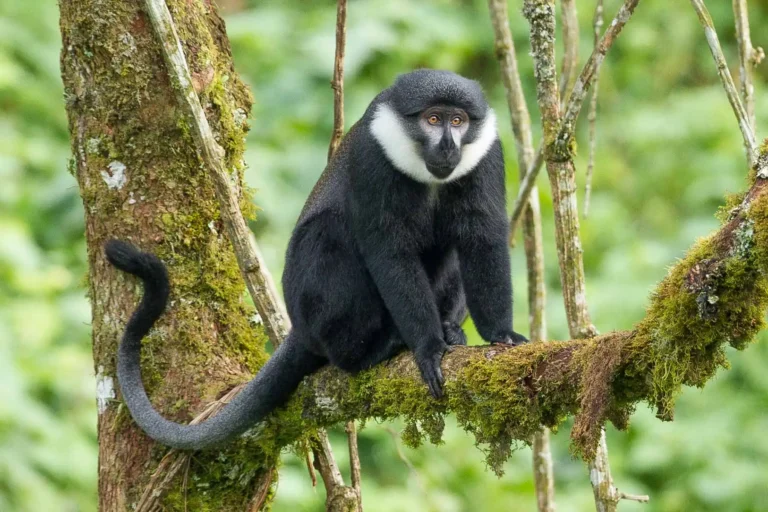 Lehoest monkey
