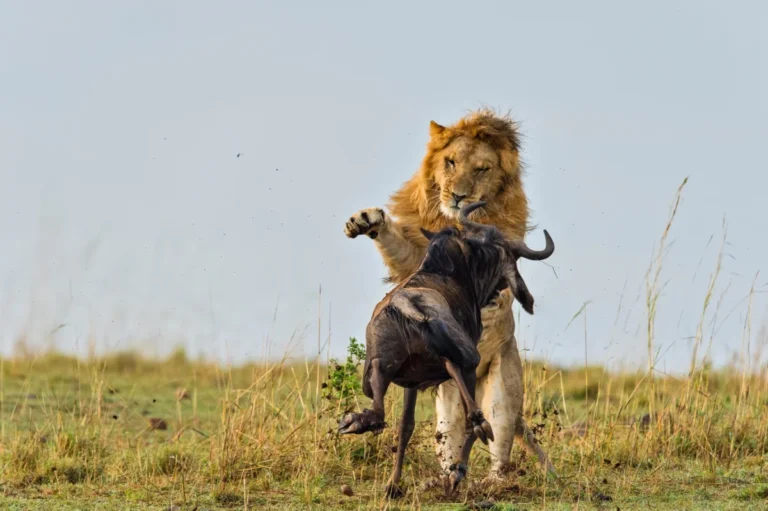 Lion hunting a wildebeest.webp