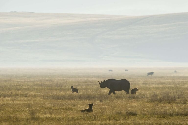 Ngorongoro Crater