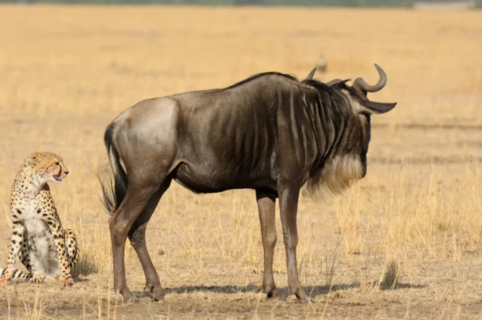 12 Day Best of Kenya and Tanzania Safari
