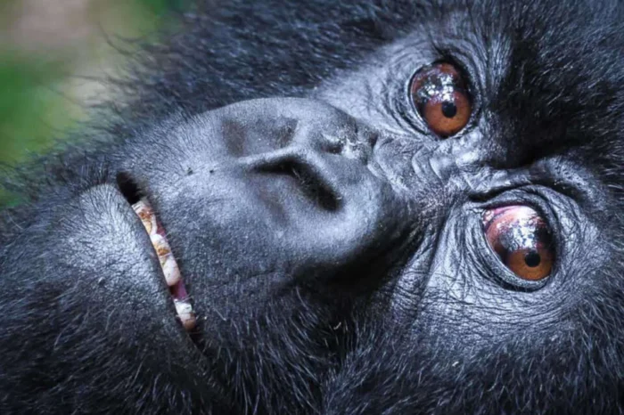 10-Day Magic of Rwanda –  Culture & Nature Tour