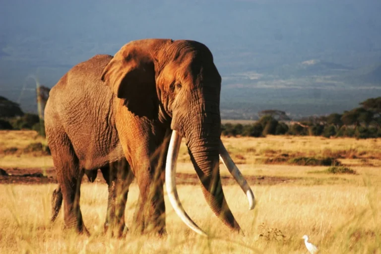 Elephant