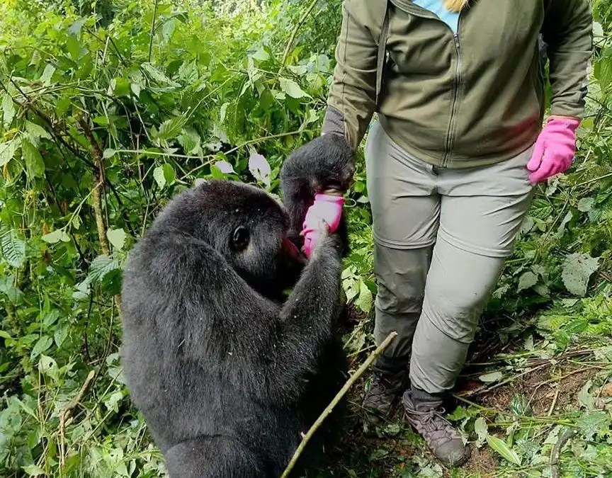 gorilla-habituation-864x675.webp