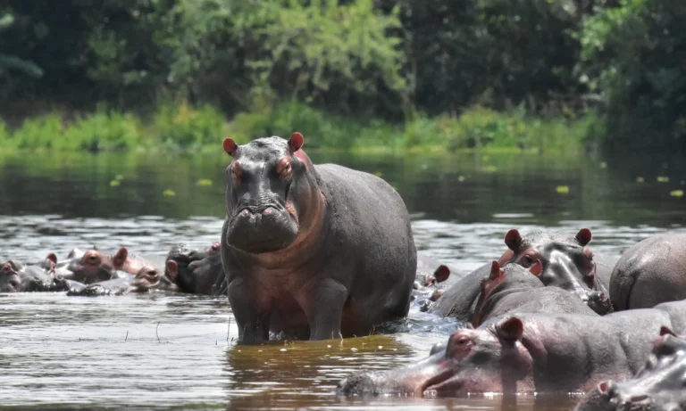 Hippos
