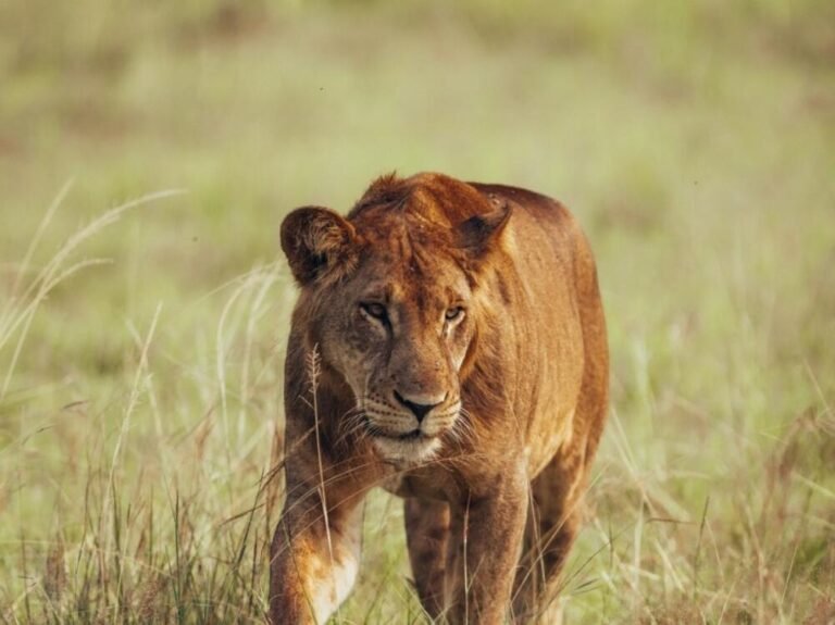 Lion