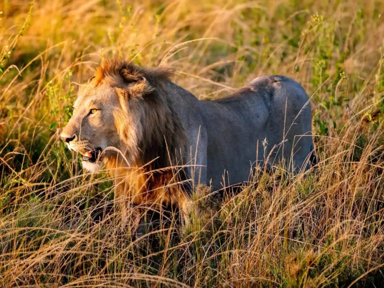 Male Lion