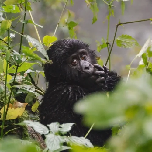 Young gorilla