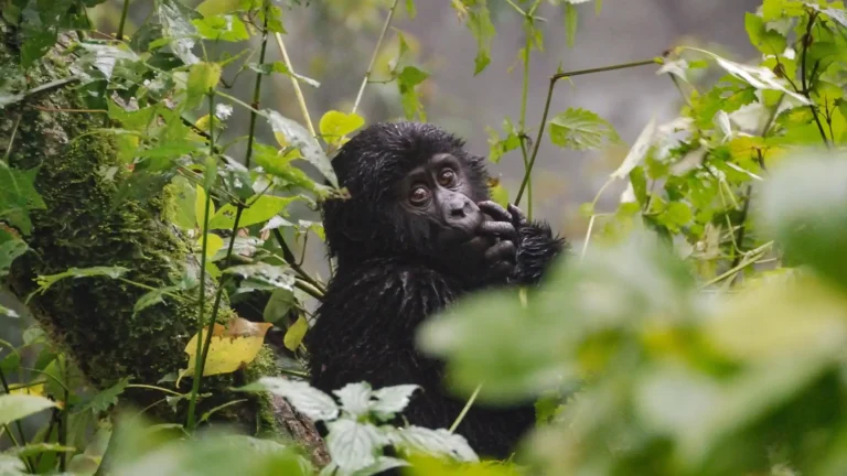Young gorilla