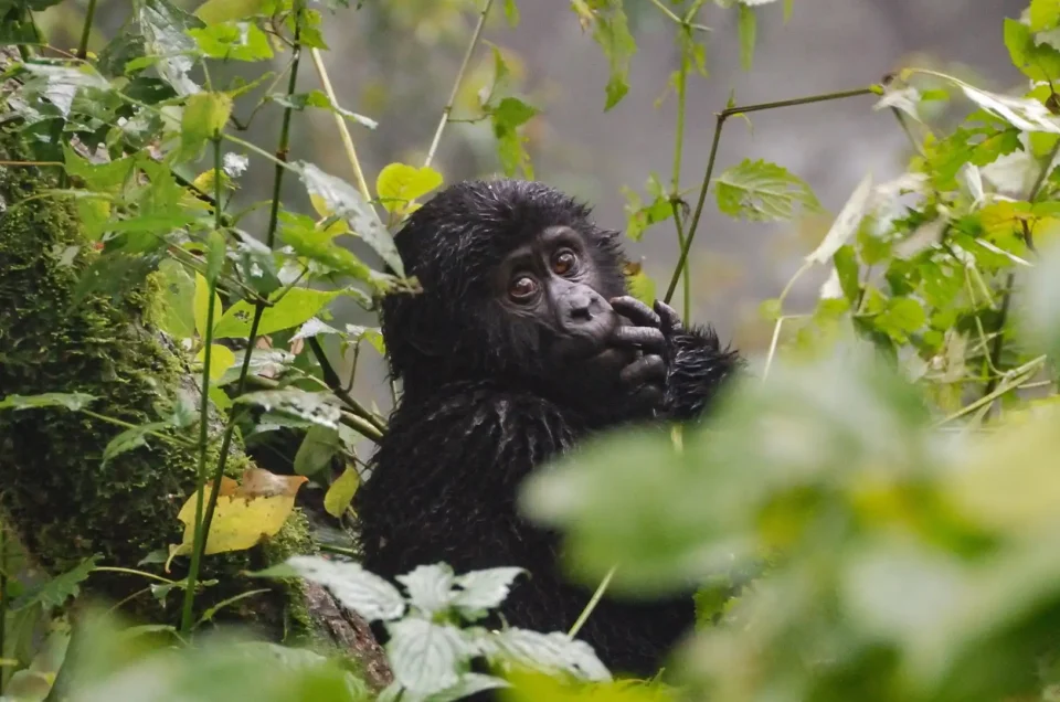 Young gorilla