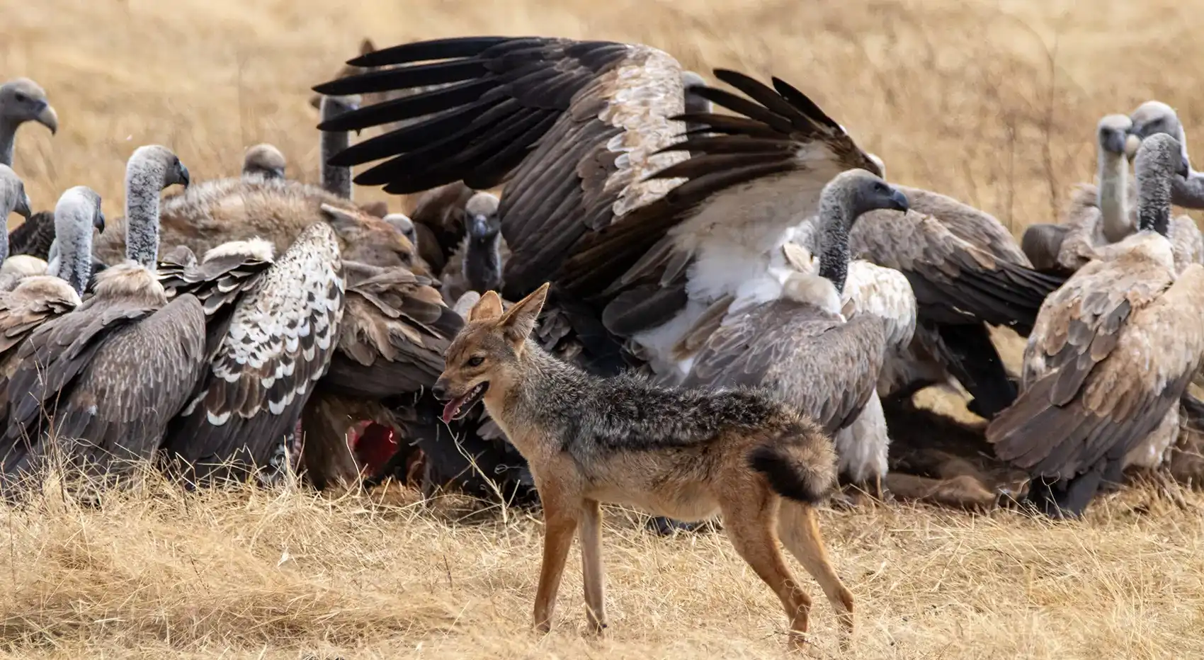 Ngoronoro Crater Widlife