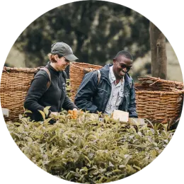 tea-picking-experience-uganda-260x260