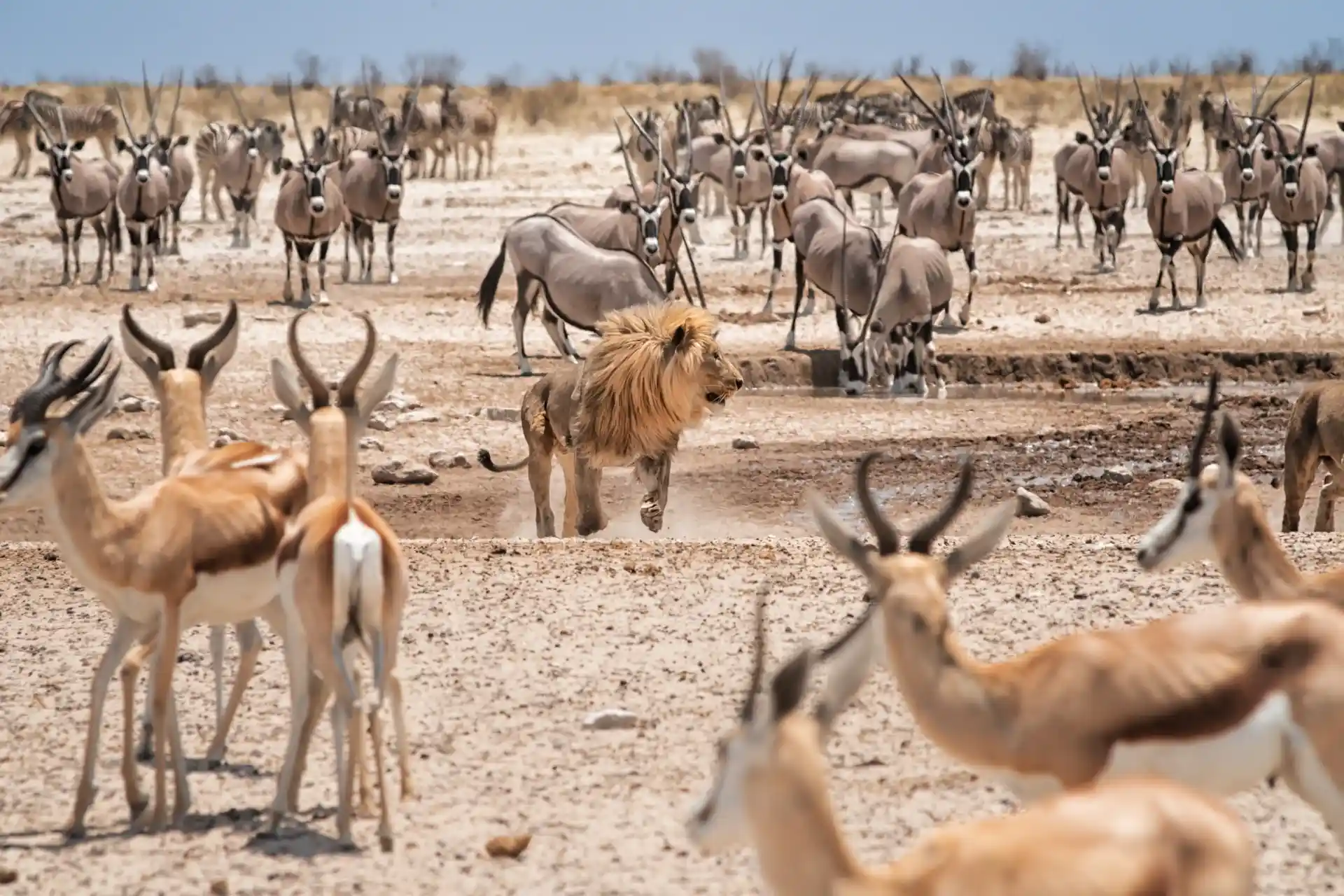 11-etosha-waterhole-assalve