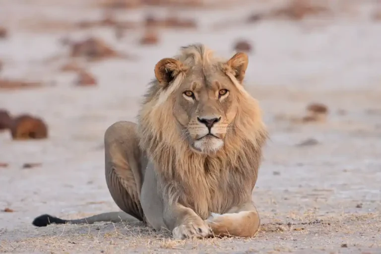 First Time Safari in Africa