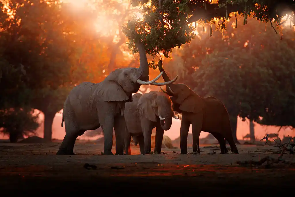 Elephants