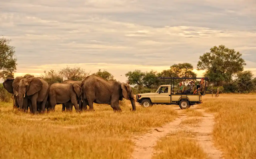 Game drive.webp
