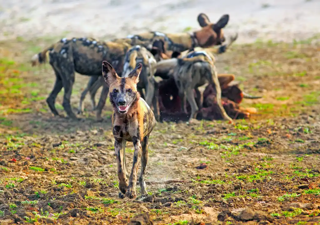 Wild dogs.webp
