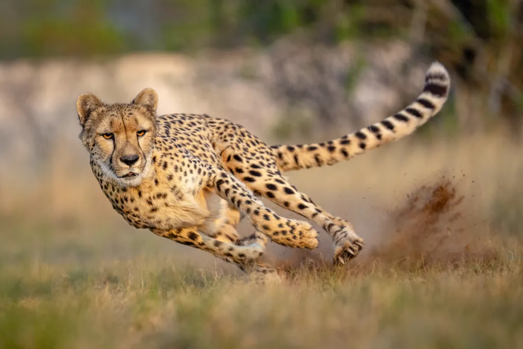 cheetah-running-turn_1758173843-1024x683-jpg.webp
