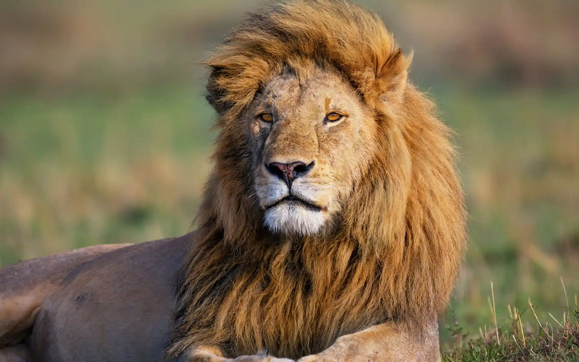 male-lion_533278141.webp