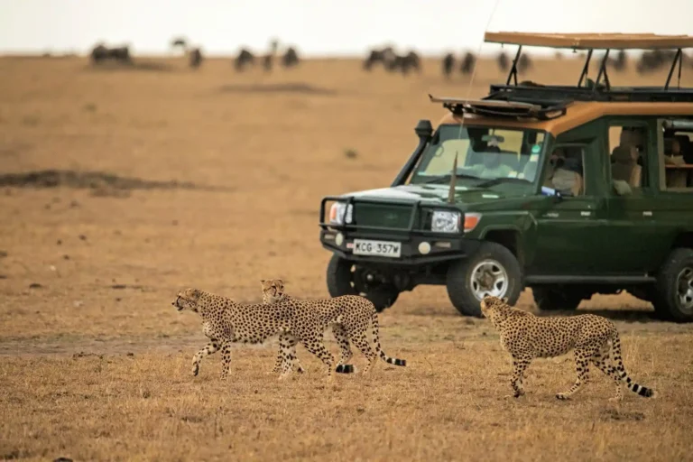 safety on safari