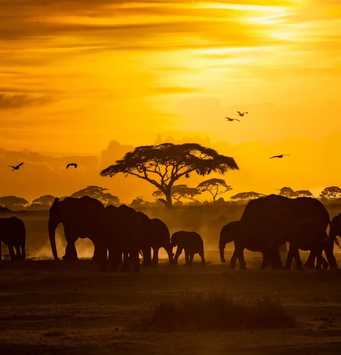 KENYA SAFARIS AND TOURS